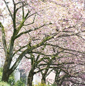 学園内の桜
