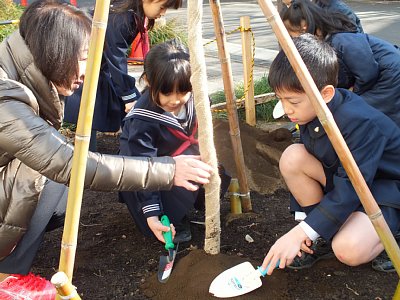 桜の木の植樹を行いました
